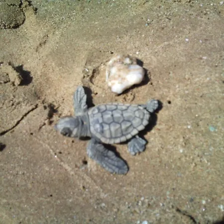 Philothea Mani Greece