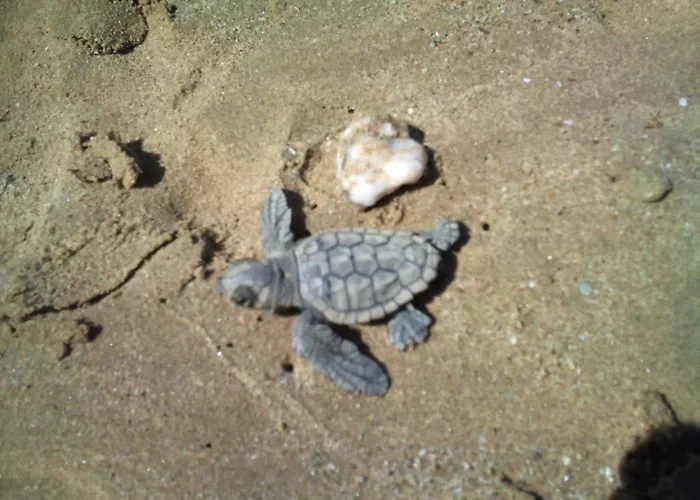 Philothea Mani Greece